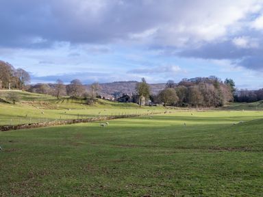 A green field with sheep grazing and trees in the background at Briar in Graythwaite near Hawkshead