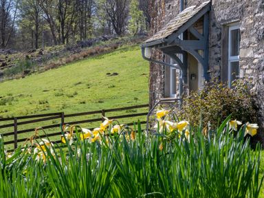 A stone house entrance with daffodils and grassy hillside with trees and wooden fence at Eel House Cottage Graythwaite Estate near Hawkshead