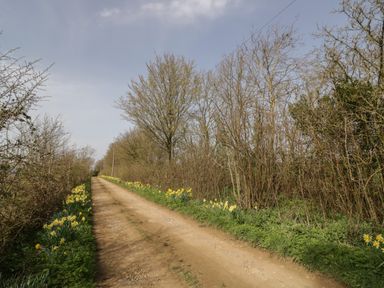 A dirt road lined with daffodils and trees at The Wash House in Sibford Ferris