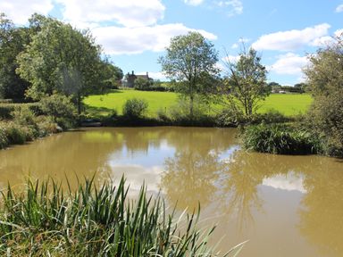 A pond surrounded by grass trees and bushes with a house and fields in the background at Langdale Barn in Sampford Courtenay