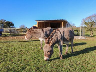 Two donkeys standing and grazing on grass in a fenced field with a wooden shelter in the background at Langdale Barn in Sampford Courtenay