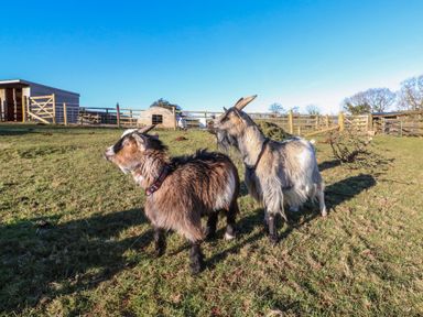 Two goats standing on grass in a fenced outdoor area with farm structures in the background at Langdale Barn in Sampford Courtenay