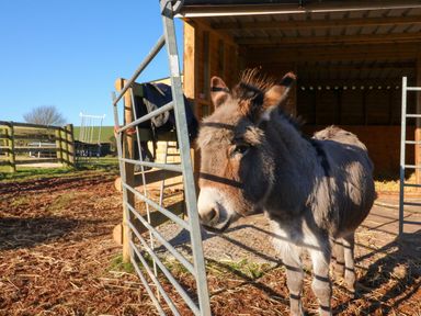A donkey standing behind a metal gate next to a wooden shelter in a fenced outdoor area at Langdale Barn in Sampford Courtenay
