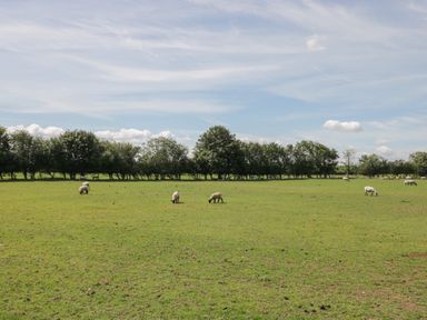 A field with sheep grazing and a row of trees in the background at Kingfisher 2 The Old Stables in Witney