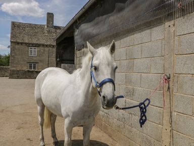 A white horse tied to a wall next to a building with a stone house in the background at Kingfisher 2 The Old Stables in Witney