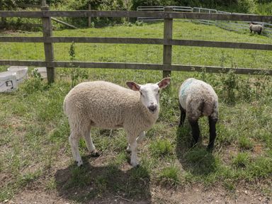 A fenced pasture with two sheep standing on grass and a third sheep in the background at Kingfisher 2 The Old Stables Witney