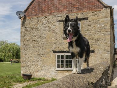 A black and white dog standing on a stone wall next to a stone house with windows and a satellite dish at Kingfisher 2 The Old Stables in Witney