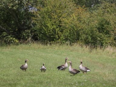 A group of geese standing on grass with trees in the background at Kingfisher 2 The Old Stables in Witney