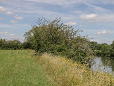 A grassy field with a group of birds near bushes and a river under a partly cloudy sky at Kingfisher 2 The Old Stables in Witney