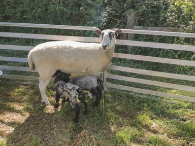 A ewe with two lambs suckling inside a metal fenced pen with grass and straw on the ground at Kingfisher 2 The Old Stables in Witney
