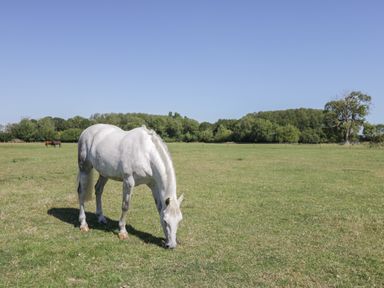 A white horse grazing in a large grassy field with trees in the background at Kingfisher 2 The Old Stables in Witney