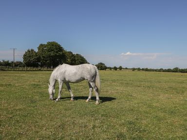 A white horse grazing on grass in a fenced field with trees and blue sky at Kingfisher 2 The Old Stables in Witney