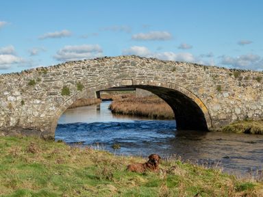 A stone arch bridge over a river with a dog lying on grass by the water at Glanffraw Aberffraw Ty Croes