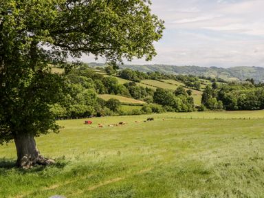 A large field with cows and a tree in the foreground with hills and trees in the background at Y Stabl in Llanddoged near Llanrwst