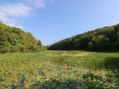 A pond covered with lily pads and surrounded by trees under a blue sky at The Coach House in Merrion near Pembroke