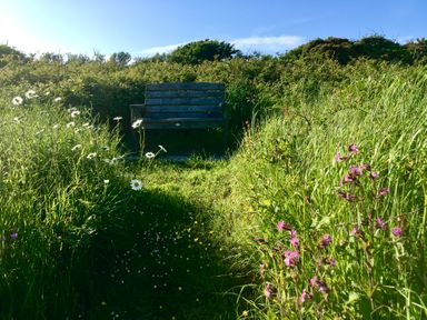 A wooden bench surrounded by tall grass and wildflowers at Y Twll Bollt (The Bolt Hole) in Folkeston Hill Nolton Haven West Wales Pembrokeshire