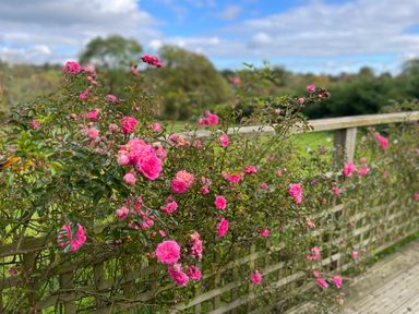 Pink flowers growing on a wooden fence along a wooden deck outdoors at Embden Pod at Banwy Glamping in Llanfair Caereinion