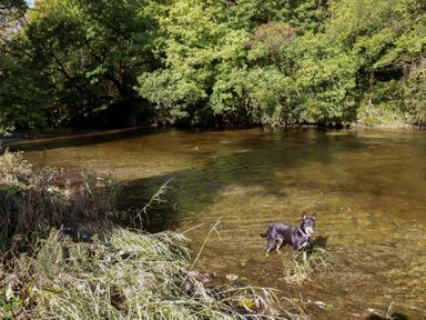 A dog standing in a river surrounded by grass and trees at Embden Pod at Banwy Glamping Llanfair Caereinion