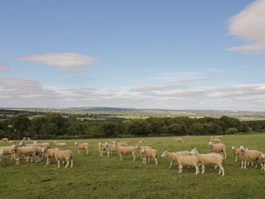 A grassy field with a flock of sheep and a view of trees and hills at Molly's Bit in Church Westcote near Bourton-On-The-Water