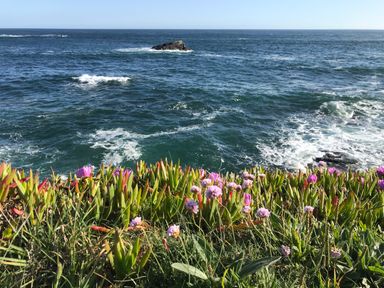 A coastal scene with ocean waves and flowering plants on the shore at Rocket Cart House in Lizard