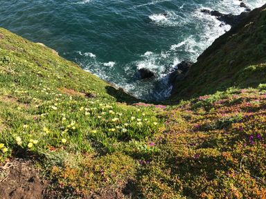 A steep cliff covered with green vegetation and flowers overlooking the ocean at Rocket Cart House in Lizard
