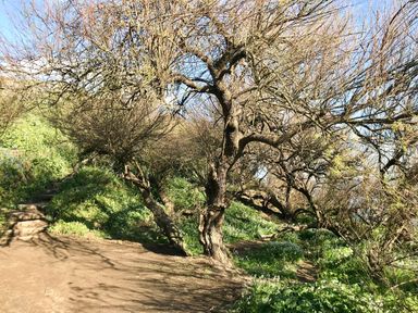 A dirt path with steps surrounded by leafless trees and green grass at Rocket Cart House in Lizard