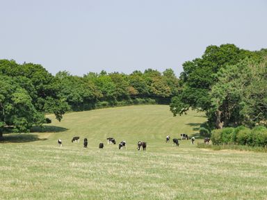 A grassy field with cows grazing and trees in the background at Tilia Barn in Wincanton
