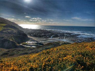 A coastal landscape with hills and yellow flowers overlooking the rocky shore and sea at Silver Crooks in Trewyn Nr Holsworthy