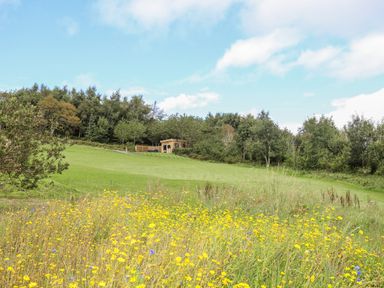 A field with wildflowers and grass with a wooden structure and trees in the background at Woodland Pod in Maerdy near Corwen