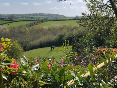 A green field with a horse grazing and flowering plants in the foreground at Wottonsbury in Ilsington
