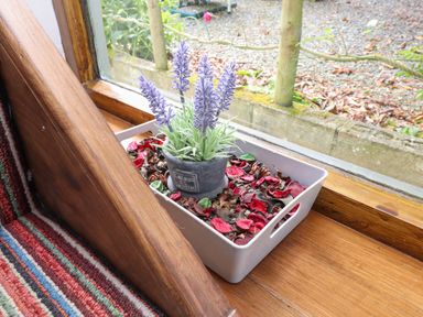 A small potted lavender plant in a white tray filled with dried red and brown petals on a wooden windowsill at Bwthyn Gwyn Ty'n Y Pant in Boduan near Nefyn