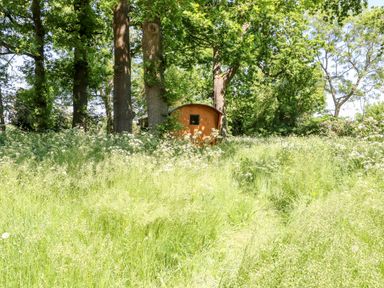 A grassy field with wildflowers and large trees with a wooden shed behind them at Hugatree Little Dunham near Litcham