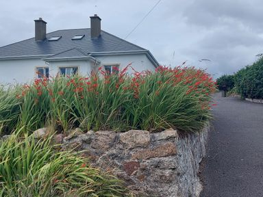 A house with a grey roof and two chimneys behind a stone wall with red flowers along a paved driveway at Ard an Phiobaire in An Luinnigh near Derrybeg County Donegal