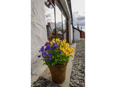 A potted plant with purple and yellow flowers outside a building with white walls and glass doors at Old Sawrey Stores in Hawskhead