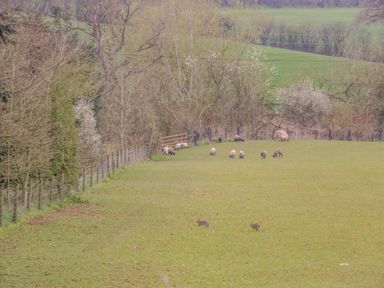A field with sheep grazing near trees and two rabbits on grass at Orchard House in Risbury near Leominster