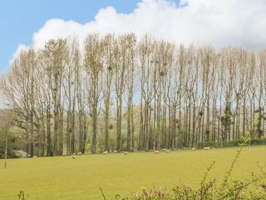 A field with grazing sheep and tall trees in the background at Orchard House in Risbury near Leominster