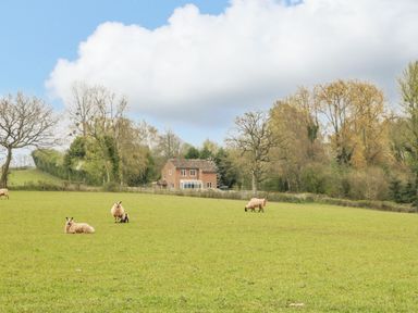 A grassy field with grazing sheep and a brick house surrounded by trees at Orchard House in Risbury near Leominster