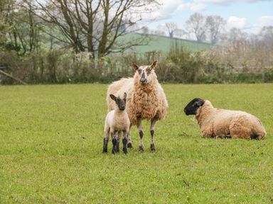 Three sheep in a grassy field with trees and hills in the background at Orchard House in Risbury near Leominster