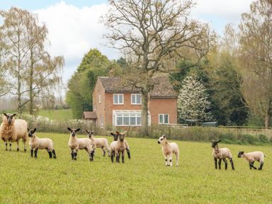 A field with lambs and a sheep near a two story house with trees in the background at Orchard House in Risbury near Leominster