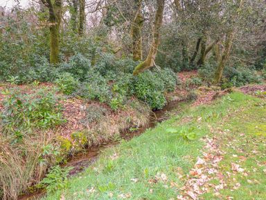 A small stream flowing through a wooded area with green shrubs and mossy trees surrounded by grass and fallen leaves at Blue Sky Cottage Rosecraddoc Lodge near Liskeard