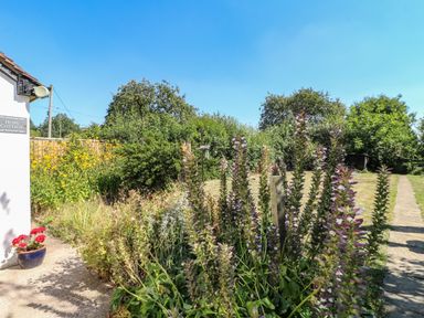 A garden with tall plants and flowers beside a pathway near a white building with a hops cottage sign in Doveridge