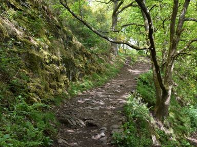 A dirt forest path with rocks and tree roots surrounded by mossy rocks and green trees at The Hideaway in Malvern