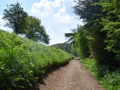 A dirt path surrounded by grass and trees under a blue sky at The Hideaway in Malvern