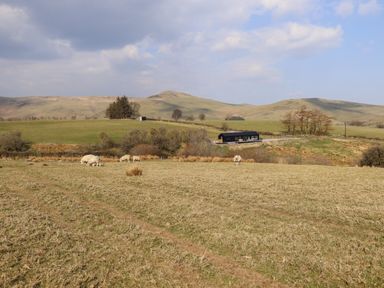 A field with grazing sheep trees and hills in the background at The Sheep Shed in Llanrhaeadr-Ym-Mochnant
