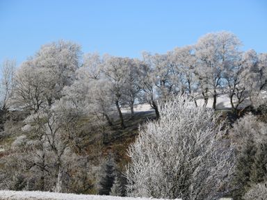 Trees covered in frost on a hillside under a clear blue sky at Fig Cottage in Kirkby Stephen