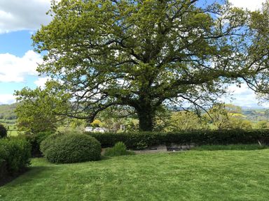 A large tree in a grassy garden with shrubs and distant hills at Berwyn View in Trelydan near Welshpool