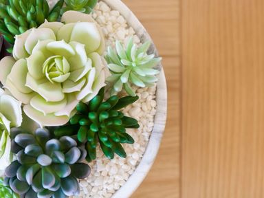 A close up of a white pot with various succulents and small white pebbles on a wooden surface at Atlantis in St Ives