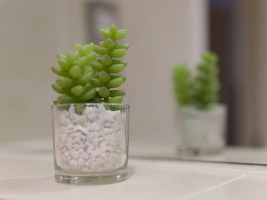 A small green succulent plant in a glass container filled with white stones on a tiled surface with a mirror reflection