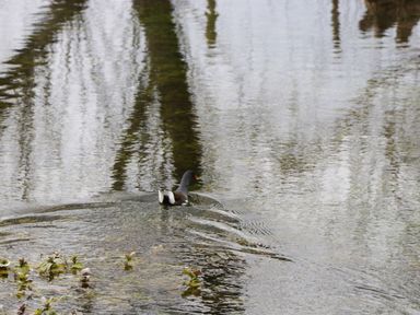 A bird swimming on a pond with reflections of trees at The Courtyard - Hilltop Barn in Winterborne Zelston near Wareham