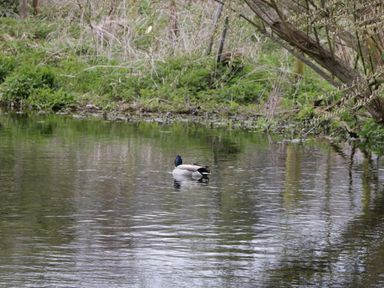 A duck swimming on a pond with trees and vegetation along the edge at The Courtyard - Hilltop Barn in Winterborne Zelston near Wareham